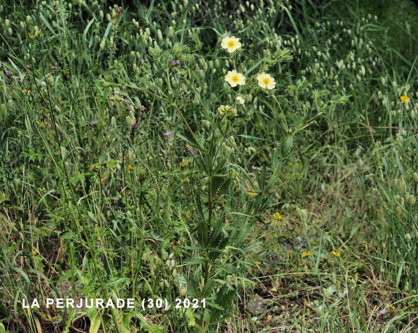 Potentilla, Sulphur plant